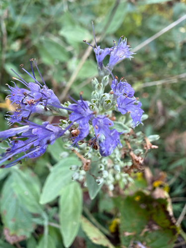 Mongolian Bluebeard