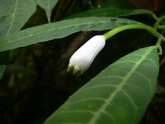 Burmeistera cylindrocarpa