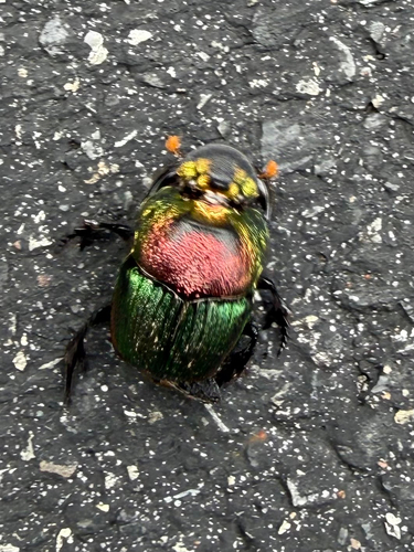 Rainbow Scarab