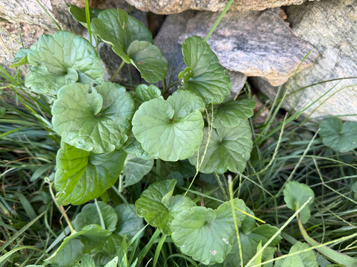 ground-ivy