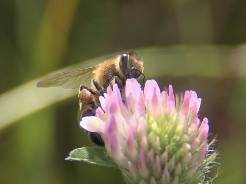 Western Honey Bee