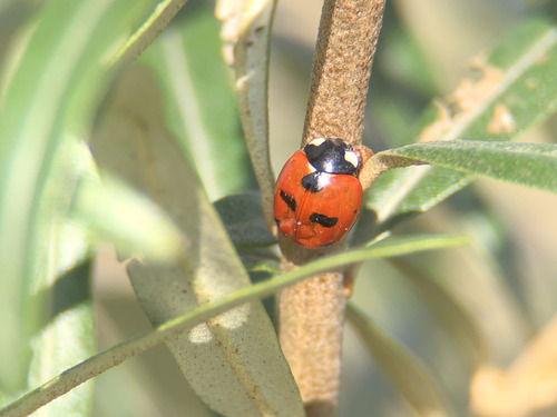Scarce Seven-spotted Ladybird Beetle