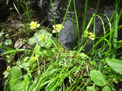 Chrysosplenium serreanum