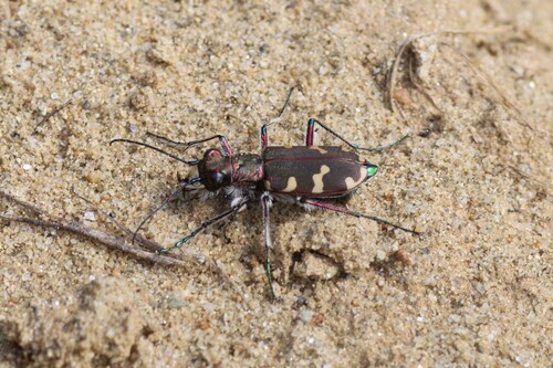 Northern Dune Tiger Beetle