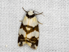 Thallarcha albicollis