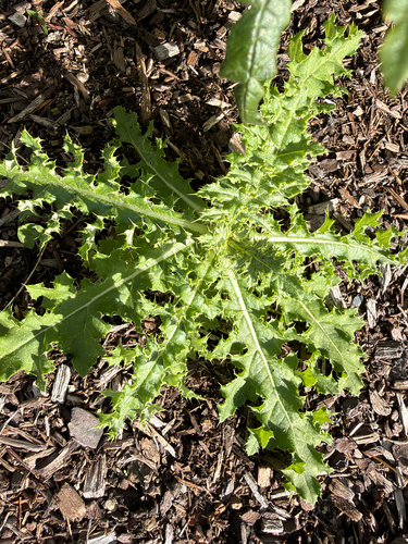creeping thistle