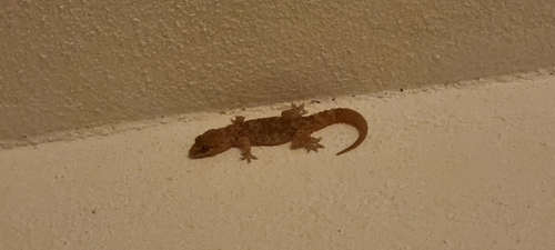 Mediterranean House Gecko