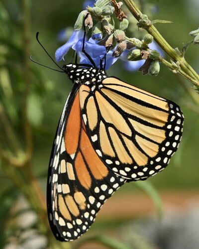 Monarch