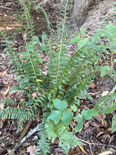 Christmas fern