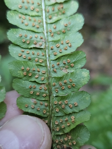 Borrer's Male-fern