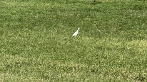 Western Cattle-Egret