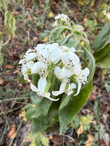 frostweed