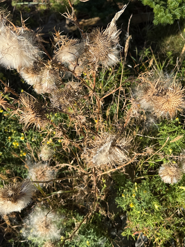 Bull Thistle