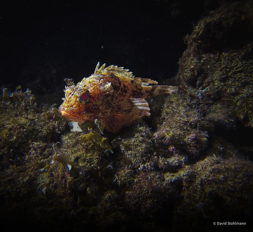 Black Scorpionfish