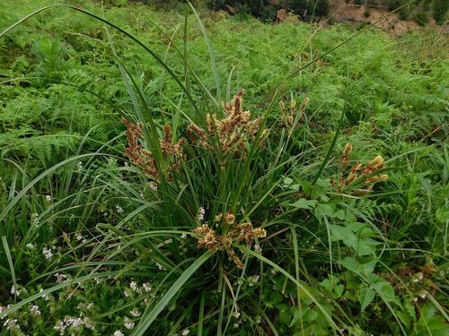Cyperus thunbergii