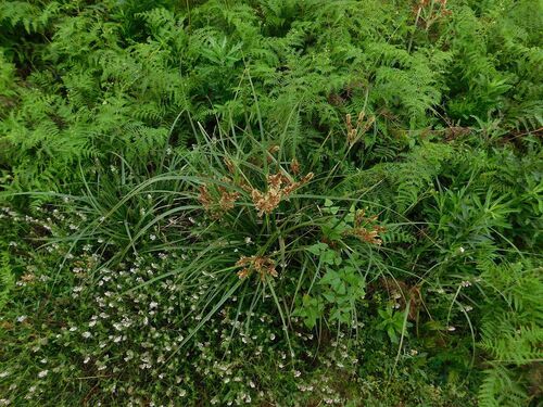 Cyperus thunbergii, photograph 1