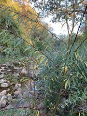 Salix mucronata