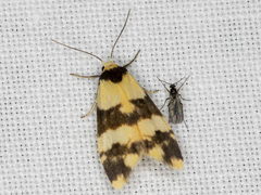 Thallarcha chrysochares