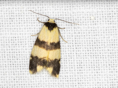 Thallarcha chrysochares