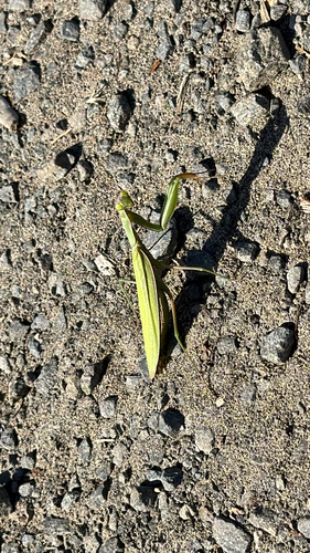 European Mantis