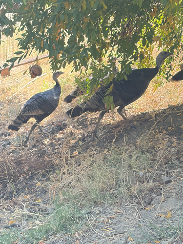 Wild Turkey