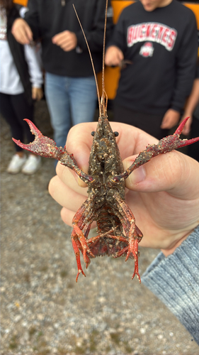 Red Swamp Crayfish