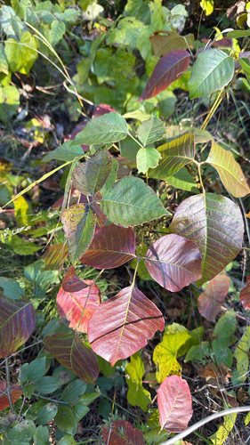 western poison ivy