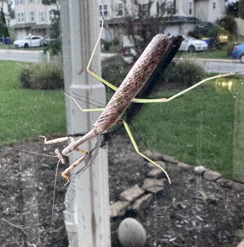 Carolina Mantis