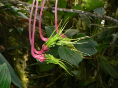 Columnea strigosa