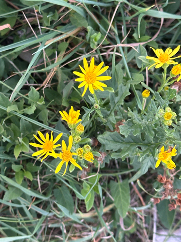 ragwort
