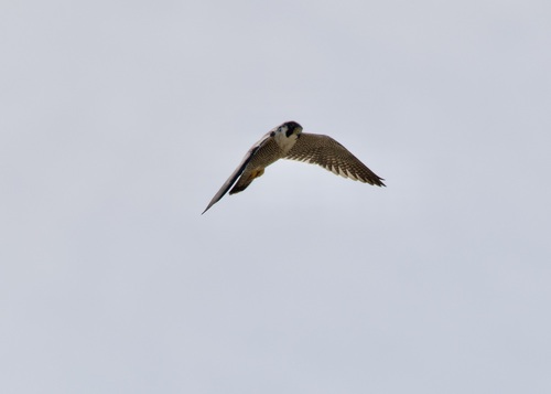 Peregrine Falcon