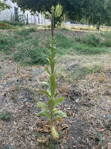 great mullein