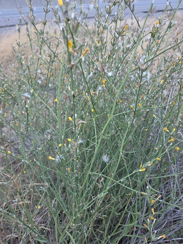 Chondrilla juncea, photograph 2