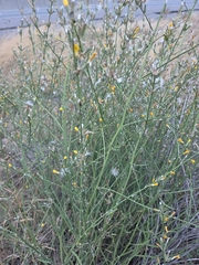 author not stated, no rights reserved Chondrilla juncea, photograph author not stated, no rights reserved