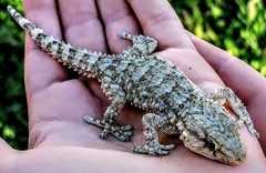 Tarentola mauritanica