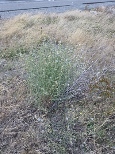 Chondrilla juncea, photograph 3
