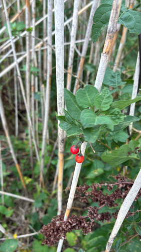 bittersweet nightshade