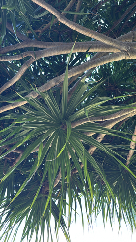 Pandanus tectorius observed 2026-09-22