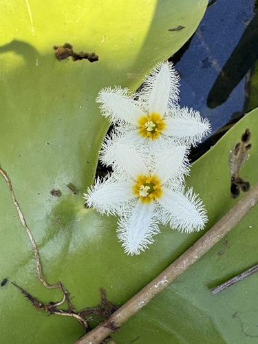 Water Snowflake