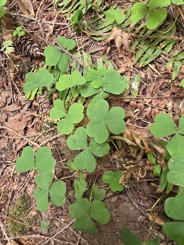 Oxalis oregana, photograph 2
