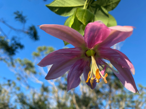 Passiflora tarminiana observed 2026-09-22