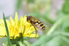 Syrphus ribesii