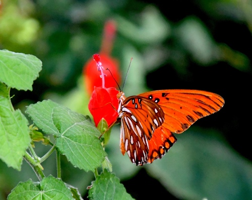 Gulf Fritillary