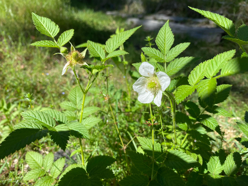 Rubus rosifolius observed 2026-09-22