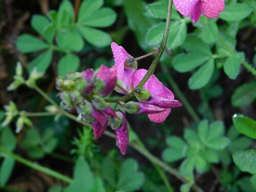Dipogon lignosus, photograph 5