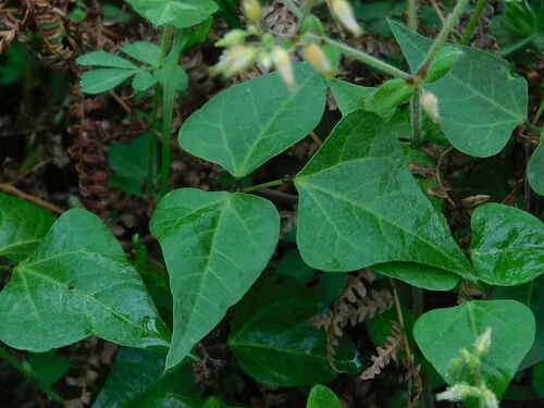 Dipogon lignosus, photograph 6