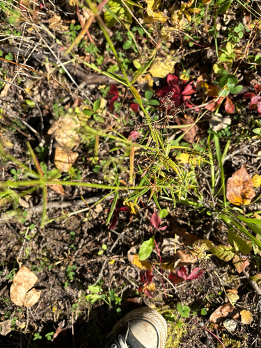 Northern Bedstraw