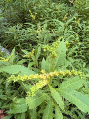 Penthorum sedoides, photograph (c) Sammy Tangir, some rights reserved (CC BY)