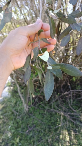 Myrceugenia glaucescens