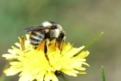 Bombus veteranus
